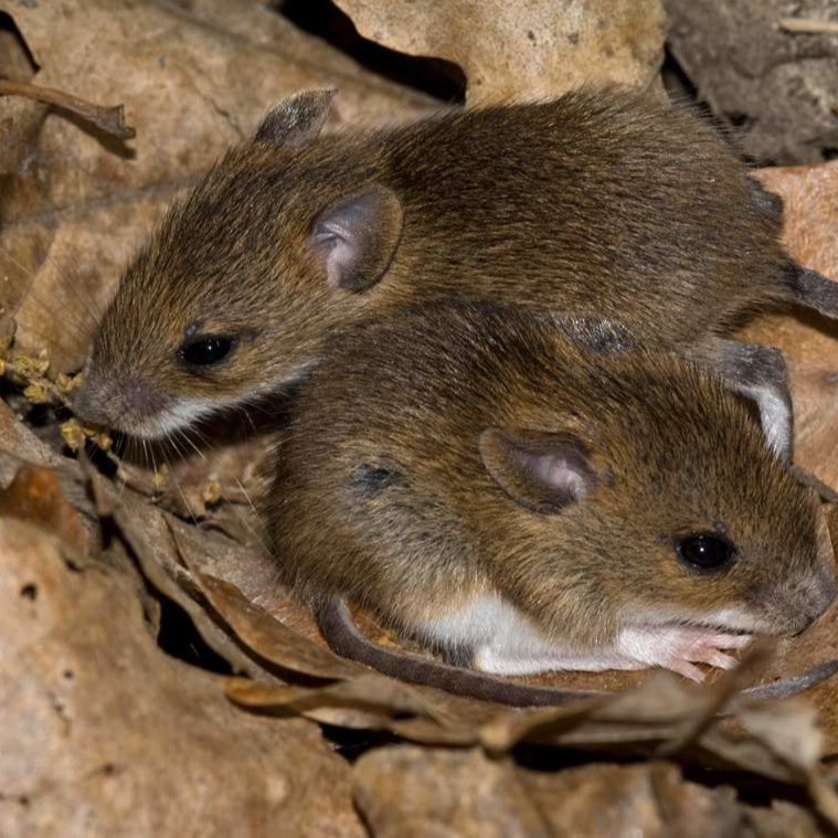 Уничтожения мышей в частном доме в Пскове?